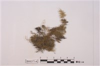 藏品(羽苔屬)的圖片